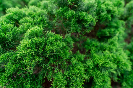 Selective focus on small green leaves. Closeup green bush in garden of the park. Nature abstract background. Natural pattern of green leaves. Ornamental plant in the garden.の写真素材