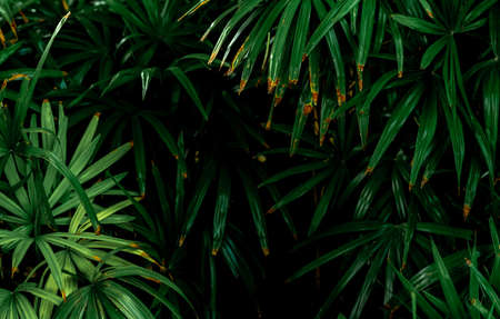 Selective focus on dark green leaves in the garden. Emerald green leaf texture. Nature abstract...