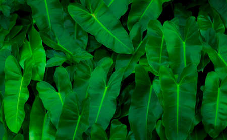 Green leaves decorative in garden. Green leaf texture. Ornamental plant. Green leaves in tropical...