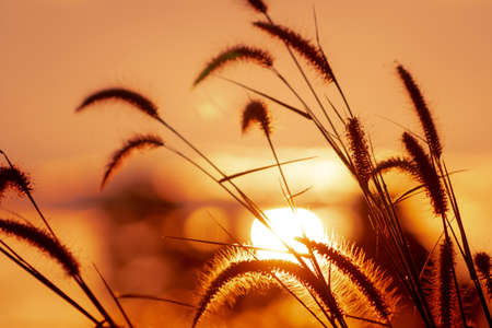 Meadow grass flower with dewdrops in the morning with golden sunrise sky. Selective focus on grass flower on blur bokeh background of yellow and orange sunshine. Grass field with sunrise sky.の写真素材