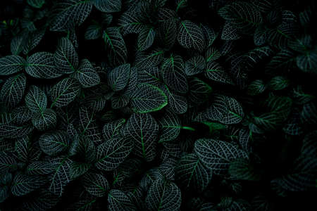 Green leaf texture on dark background. Close-up detail of indoor houseplant. Beauty house plant. Indoor plants. Green leaf for home decoration. Wallpaper for spa or mental health and mind therapy.の写真素材