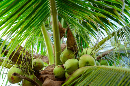 Bunch of coconut on coconut tree. Tropical fruit. Palm tree with green leaves and fruit. Coconut...