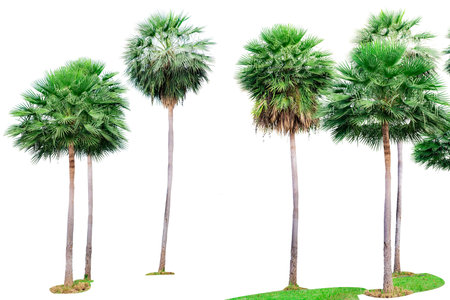 Palm tree isolated on white background. Palm tree for decoration tropical garden. Tall tree with green leaves for decoration summer paradise beach.の写真素材