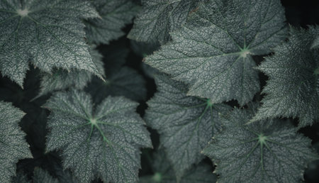 Selective focus on green and silver leaves in the garden. Green leaf texture. Beauty house plant. Indoor houseplant. Nature abstract background. Above view of dark green leaves with natural pattern.の写真素材