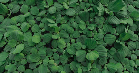 Top view green leaves of water lettuce floating on water surface. Pistia stratiotes or water lettuce...