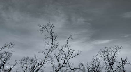 Silhouette dead tree on dark dramatic sky and white clouds background for a peaceful death. Despair and hopeless concept. Sad of nature. Death and sad emotion background. Dead branch unique pattern.の写真素材