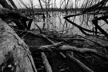 Dead tree in flooded forest. Environmental crisis from climate change. Dark background for death,...