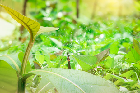 Young teak tree and sprinkler watering green plant in agriculture field. Sprinkler for agriculture. Garden irrigation system. Sprinkler maintenance service. Save the earth. Tree plantation for oxygen.の写真素材