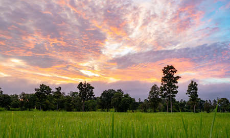 Landscape of agricultural farm with sunrise sky. Rice plantation. Green rice paddy field. Green leaves with raindrops. Rice growing agriculture. Green paddy field. Fresh air in the morning in rural.の写真素材