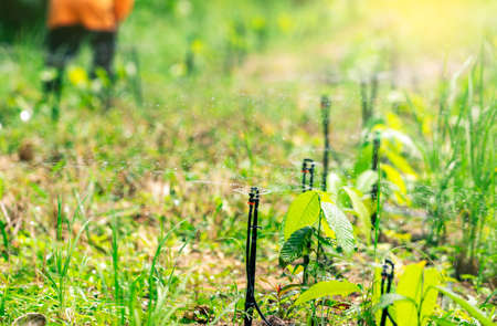 Automatic sprinkler watering green plant in the garden. Sprinkler for agriculture. Garden irrigation system. Sprinkler maintenance service. Home service irrigation sprinkler. Water splashing.の写真素材