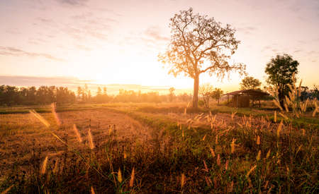 Landscape of rice farm field with sunrise light in the morning. Trees and old hut with dry straw bales in a harvested rice field and grass flower. Agricultural field. Hay stack for animal feed.の写真素材