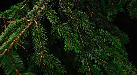 Green pine tree leaves and branches on dark background in the forest. Dark green leaf background....