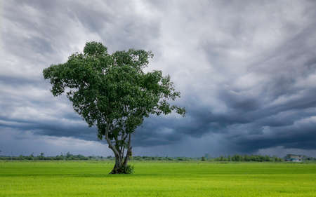 Tree in green rice field with overcast sky. Agricultural field in rainy season with stormy sky. Beauty in nature. Carbon credit and carbon neutral concept. Clean environment. Organic rice farm.の写真素材