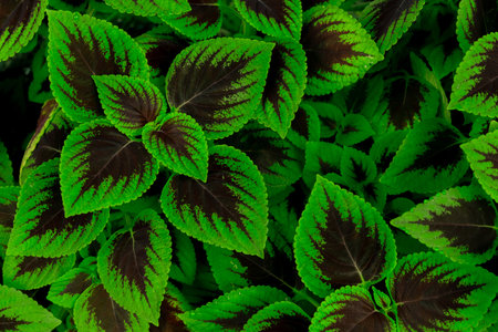 Green and brown leaves of tropical plant in garden. Dense green leaf with beauty pattern texture background. Green leaves for spa background. Green wallpaper. Top view ornamental plant in garden.の写真素材