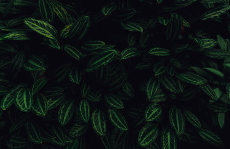Closeup green leaves of tropical plant in garden. Dense dark green leaf with beauty pattern texture...