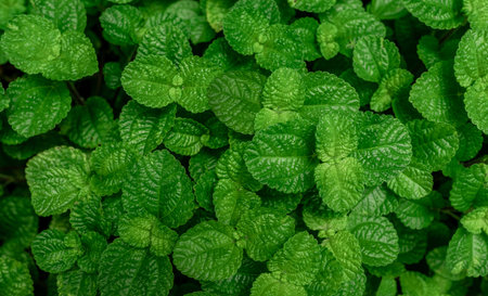 Above view green leaves of tropical plant in garden. Dense green leaf with beauty pattern texture background. Green leaves for spa background. Green wallpaper. Top view ornamental plant in garden.の写真素材