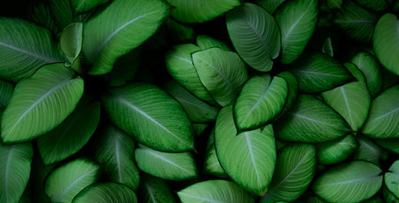 Closeup green leaves of tropical plant in garden. Dense green leaf with beauty pattern texture...