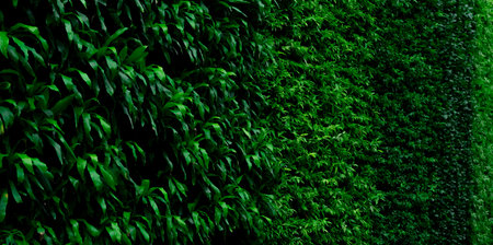 Green plant on vertical garden wall texture background. Sustainable green walls. Living green wall....
