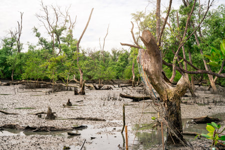 Green mangrove forest at low tide. Mangrove trees capture CO2. Net zero emissions. Blue carbon ecosystems. Mangrove ecosystem. Natural carbon sinks. Mangroves absorb carbon dioxide emissions. Coastal.の写真素材
