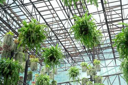 Ferns with green leaves in hanging baskets. Charming indoor hanging garden. Boston fern plants in hanging pot decoration in garden. Beautiful design of fern garden. Care of ferns in hanging baskets.の写真素材