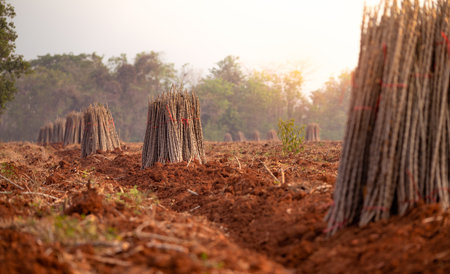 Cassava farm. Manioc or tapioca plant field. Bundle of cassava trees in cassava farm. The plowed field for planting crops. Sustainable farming. Agriculture in developing countries. Staple food crop.の写真素材
