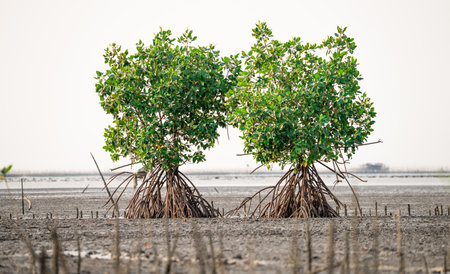 Couple of mangrove trees with prop roots on the mangrove forest. Green mangrove trees capture CO2. Green trees for carbon neutrality and net zero emissions concept. Sustainable green environment.の写真素材