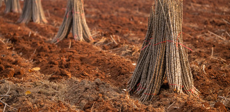 Cassava farm. Manioc or tapioca plant field. Bundle of cassava trees in cassava farm. The plowed field for planting crops. Sustainable farming. Agriculture in developing countries. Staple food crop.の写真素材