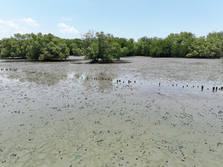 Carbon capture concept. Natural carbon sinks. Mangrove trees capture CO2 from the atmosphere. Green...