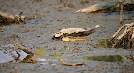 Mudskipper on mud in a serene mangrove swamp. Biodiverse ecosystem. Coastal ecosystem. Biodiverse...