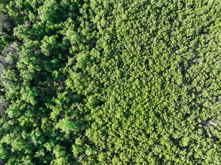 Aerial top view of mangrove forest. Drone view of dense green mangrove trees captures CO2. Green trees background for carbon neutrality and net zero emissions concept. Sustainable green environment.の写真素材