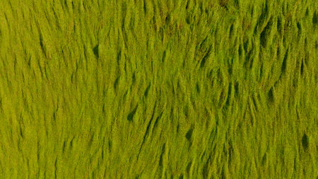 Aerial view of green rice field texture background. Rice plants bend down to cover ground from monsoon winds. Natural pattern of green rice farm. Above view of agricultural field. Beauty in nature.の写真素材