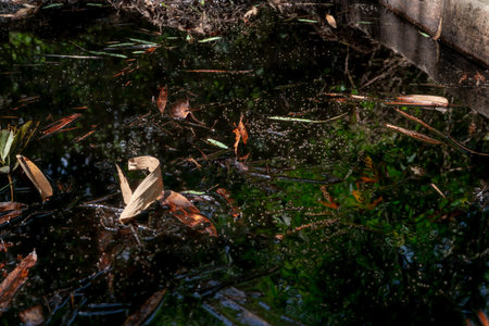 Flooded compost pile in garden. Compost build healthy soil. Organic gardening. Decomposing plant pile. Recycling organic materials. Organic farming. Organic fertilizer. Garden earth. Composting soil.の写真素材