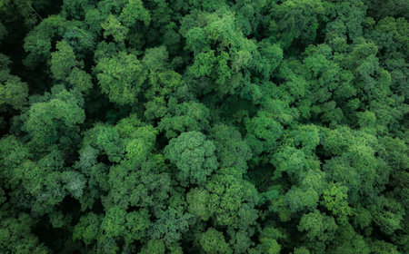 Aerial top view of green trees in forest. Drone view of dense green tree captures CO2. Green tree nature background for carbon neutrality and net zero emissions concept. Sustainable green environment.の写真素材