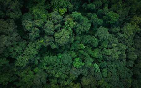 Aerial top view of green trees in forest. Drone view of dense green tree captures CO2. Green tree nature background for carbon neutrality and net zero emissions concept. Sustainable green environment.の写真素材