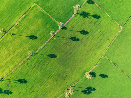 Aerial view of green rice field with trees in Thailand. Above view of agricultural field. Rice plants. Natural pattern of green rice farm. Beauty in nature. Sustainable agriculture. Carbon neutrality.の写真素材