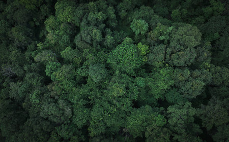 Aerial top view of green trees in forest. Drone view of dense green tree captures CO2. Green tree nature background for carbon neutrality and net zero emissions concept. Sustainable green environment.の写真素材