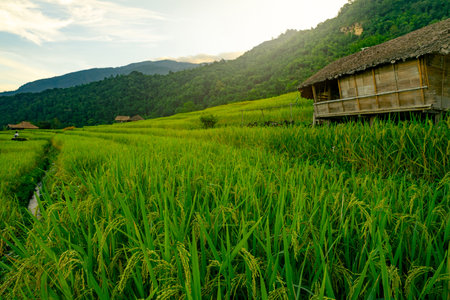 Landscape of green rice terraces amidst mountain agriculture. Travel destinations in Chiangmai, Thailand. Terraced rice fields. Traditional farming. Asian food. Thailand tourism. Nature landscape.の写真素材