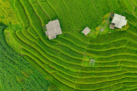 Landscape of green rice terraces amidst mountain agriculture. Travel destinations in Chiangmai, Thailand. Terraced rice fields. Traditional farming. Asian food. Thailand tourism. Nature landscape.の写真素材