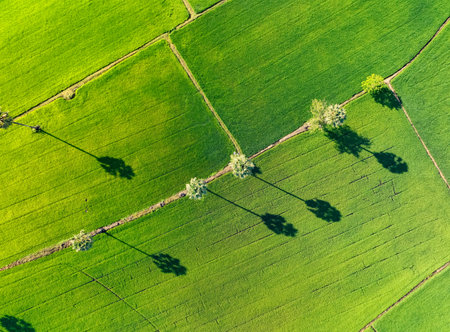 Aerial view of green rice field with trees in Thailand. Above view of agricultural field. Rice plants. Natural pattern of green rice farm. Beauty in nature. Sustainable agriculture. Carbon neutrality.の写真素材