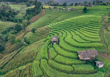 Landscape of green rice terraces amidst mountain agriculture. Travel destinations in Chiangmai, Thailand. Terraced rice fields. Traditional farming. Asian food. Thailand tourism. Nature landscape.の写真素材