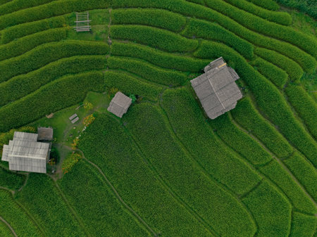 Landscape of green rice terraces amidst mountain agriculture. Travel destinations in Chiangmai, Thailand. Terraced rice fields. Traditional farming. Asian food. Thailand tourism. Nature landscape.の写真素材