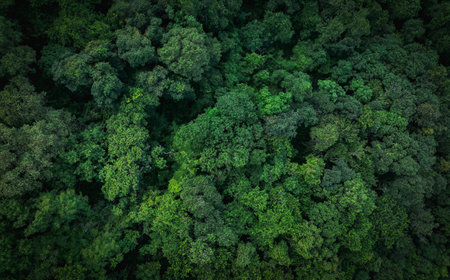 Aerial top view of green trees in forest. Drone view of dense green tree captures CO2. Green tree nature background for carbon neutrality and net zero emissions concept. Sustainable green environment.の写真素材