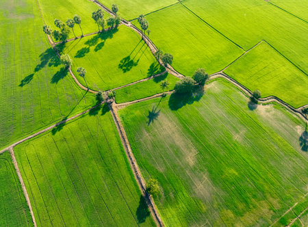 Aerial view of green rice field with trees in Thailand. Above view of agricultural field. Rice plants. Natural pattern of green rice farm. Beauty in nature. Sustainable agriculture. Carbon neutrality.の写真素材