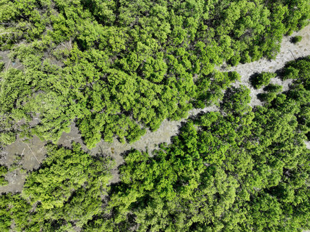Green mangrove forest with morning sunlight. Mangrove ecosystem. Natural carbon sinks. Mangroves capture CO2 from the atmosphere. Blue carbon ecosystems. Mangroves absorb carbon dioxide emissions.の写真素材