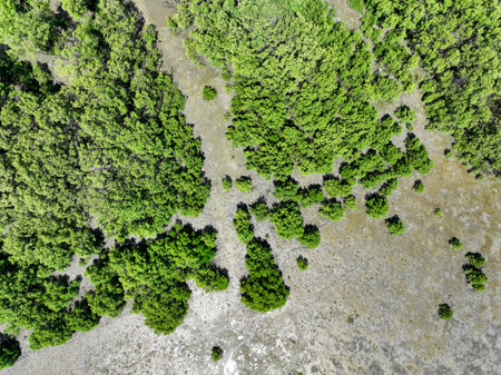 Green mangrove forest with morning sunlight. Mangrove ecosystem. Natural carbon sinks. Mangroves capture CO2 from the atmosphere. Blue carbon ecosystems. Mangroves absorb carbon dioxide emissions.の写真素材