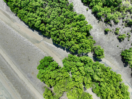 Green mangrove forest with morning sunlight. Mangrove ecosystem. Natural carbon sinks. Mangroves capture CO2 from the atmosphere. Blue carbon ecosystems. Mangroves absorb carbon dioxide emissions.の写真素材