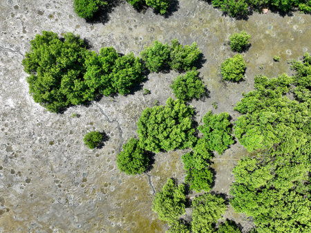 Green mangrove forest with morning sunlight. Mangrove ecosystem. Natural carbon sinks. Mangroves capture CO2 from the atmosphere. Blue carbon ecosystems. Mangroves absorb carbon dioxide emissions.の写真素材