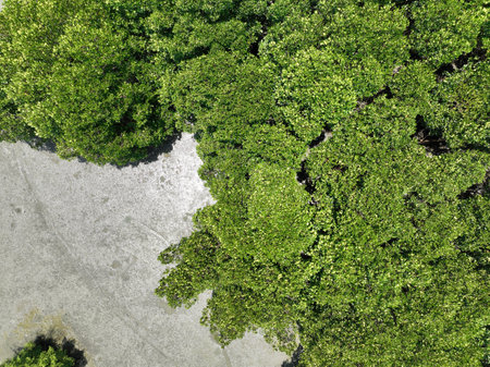 Green mangrove forest with morning sunlight. Mangrove ecosystem. Natural carbon sinks. Mangroves capture CO2 from the atmosphere. Blue carbon ecosystems. Mangroves absorb carbon dioxide emissions.の写真素材