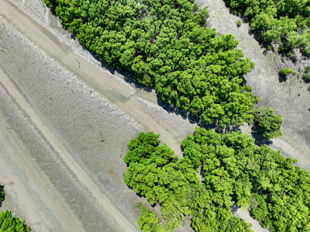 Green mangrove forest with morning sunlight. Mangrove ecosystem. Natural carbon sinks. Mangroves capture CO2 from the atmosphere. Blue carbon ecosystems. Mangroves absorb carbon dioxide emissions.の写真素材