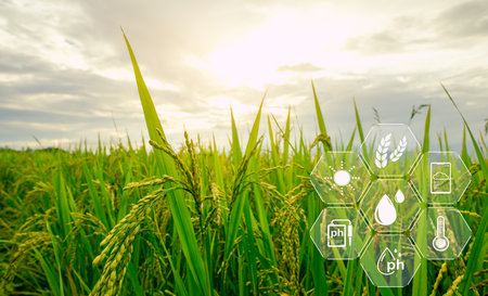 Smart agriculture with modern technology for sustainable practices. Rice farm. Smart farming concept. Sustainable agriculture. Precision agriculture. Climate monitoring. Farm management system.の写真素材